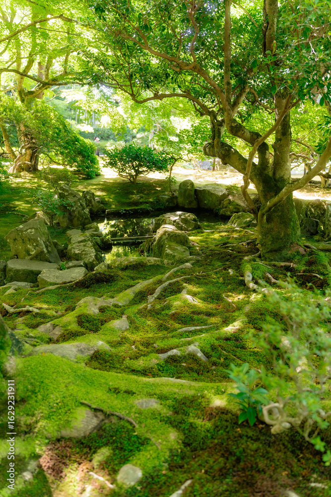 Fototapeta premium garden of japan