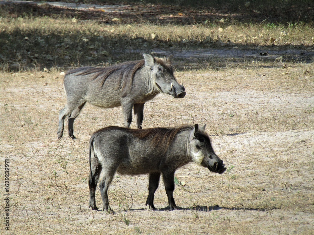 Fototapeta premium Wild warthogs in Africa