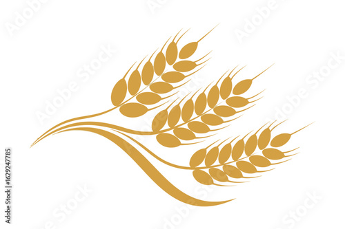 Golden ears of wheat vector illustration, a ripe cereal grain crop for bread, food, and harvest isolated on a white background