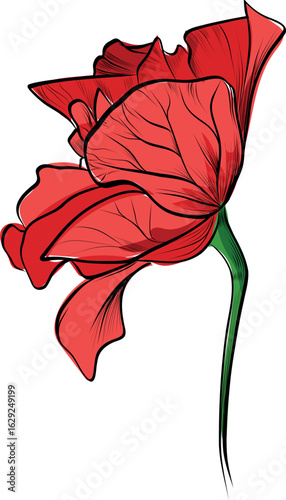 Hand drawn colored vector of red hibiscus tropical flower