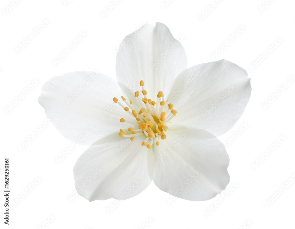 Obraz premium Realistic Jasmine Flower with Soft Glow and Shadow