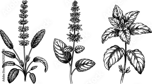 Black and white botanical illustrations of herbs plant