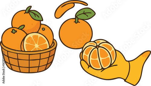 Cartoon Illustration of Fresh Oranges and Tangerines.