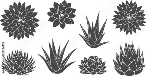 Succulent Plant Silhouettes Vector Icon Set – Aloe, Agave, Cactus, and More