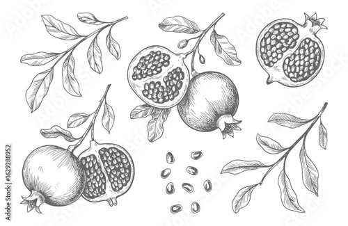 Vintage hand drawn pomegranate fruit set with seeds and branches. Engraved pomegranate collection vector isolated.