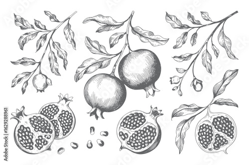 Vintage hand drawn pomegranate fruit set with seeds and branches. Engraved pomegranate collection vector isolated.