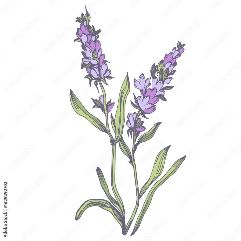 Obraz premium Lavender wildflower floral botanical flowers. Isolated wildflowers illustration element. Elements of design for greeting cards on white background in retro style, provence concept.