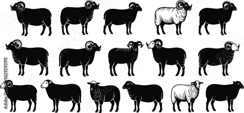  Sheep, ram, livestock, farm animals, agriculture, vector illustration, black and white, diverse breeds, horned sheep, wool texture, sketch, drawing, animal art, farming, rural, domestic animals, bree