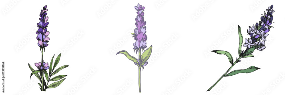 Fototapeta premium Lavender wildflower floral botanical flowers. Isolated wildflowers illustration element. Elements of design for greeting cards on white background in retro style, provence concept.
