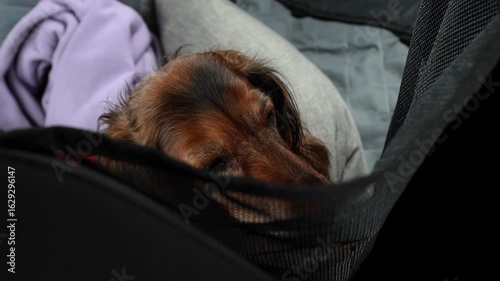 Adorable dachshund sitting calmly in the backseat of a car, secured behind a mesh barrier. The dog looks curious and relaxed, ready for a safe and cozy road trip adventure.