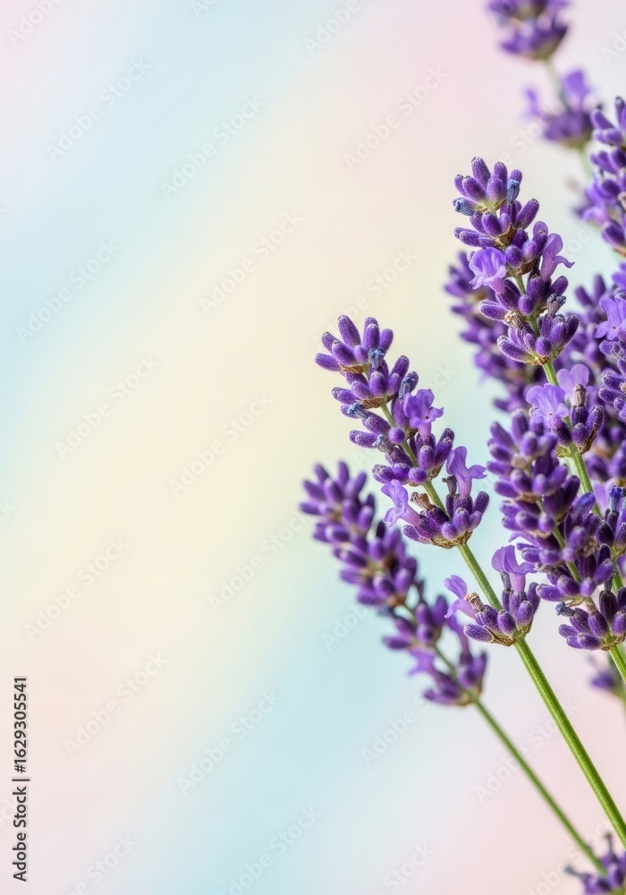 Obraz premium Lavender flowers close up on gradient background