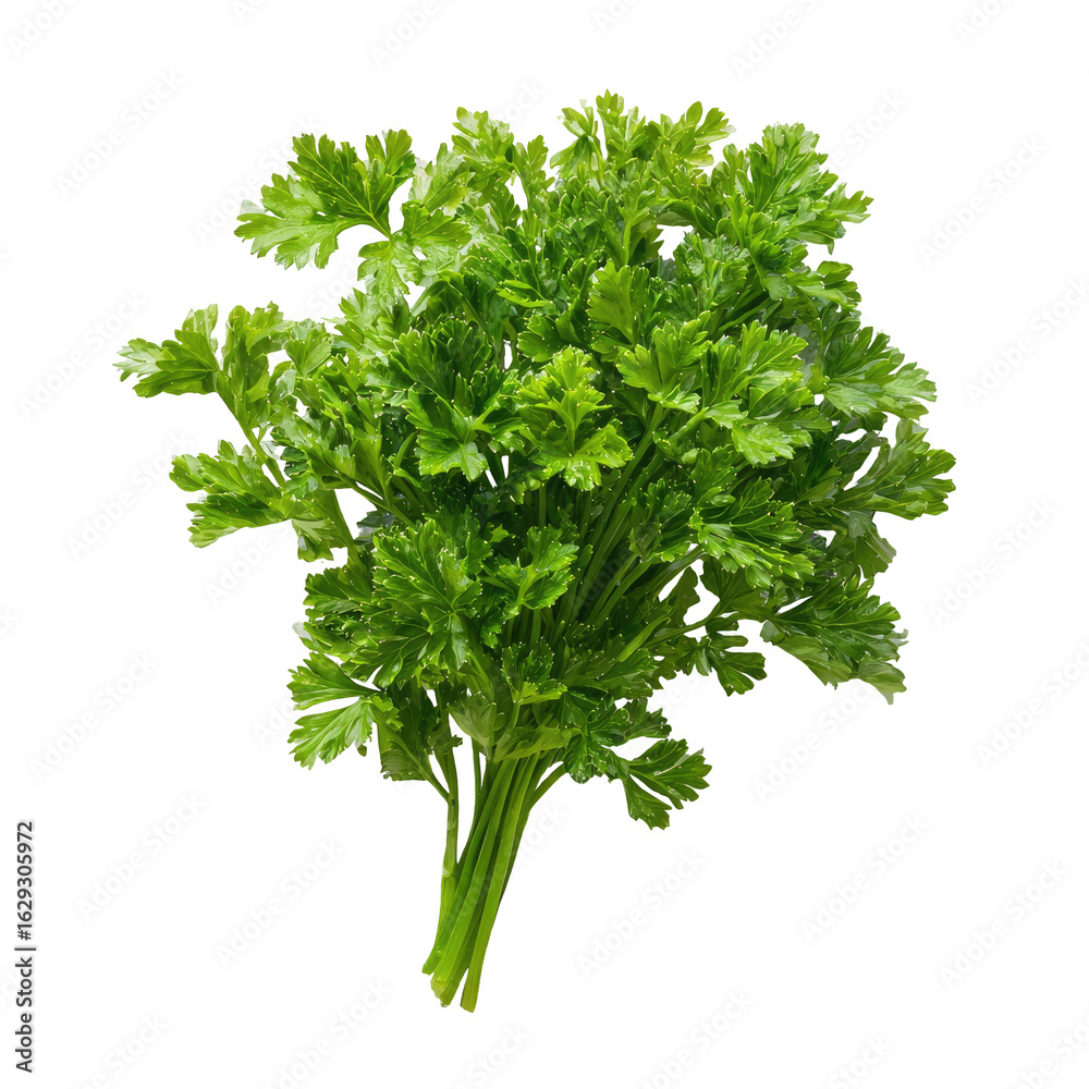 Fototapeta premium Fresh Parsley Bunch