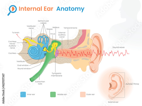 Detailed Inner Ear Structure Anatomy Illustration