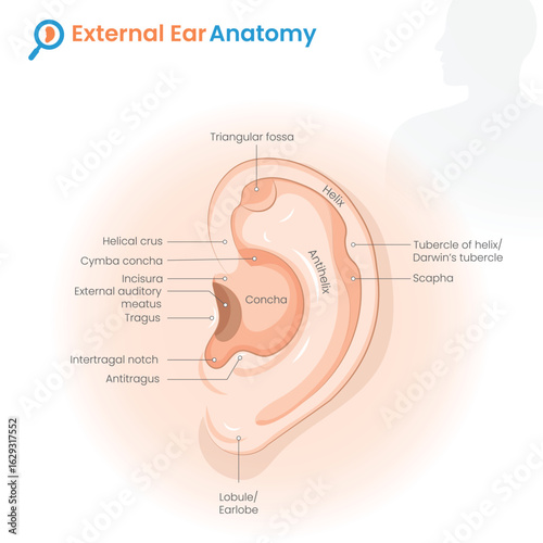 Human External Ear Anatomy Structure Illustration