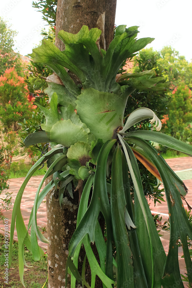 Fototapeta premium deer antler fern or staghorn fern grows on a tree. deer antler fern plant or staghorn fern has the botanical name Platycerium from Polypodiaceae. the plant has green long leaves
