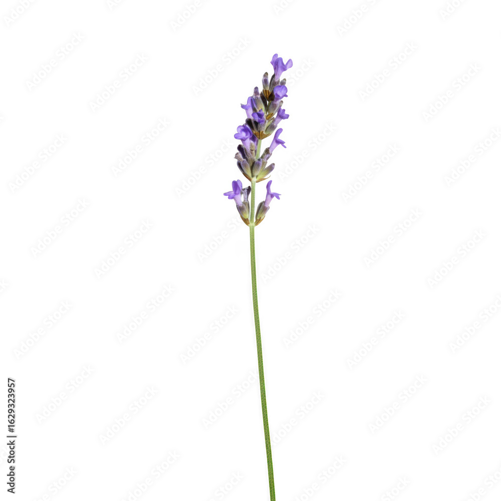 Obraz premium Lavender flower isolated on transparent background