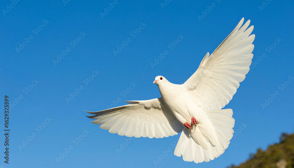 Obraz premium International Day of Peace: White Dove Flying Against Blue Sky Symbolizing Harmony and Hope