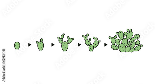 Understanding the growth stages and development of a prickly pear cactus over time showing each step