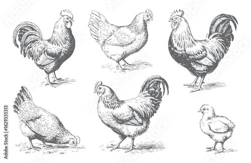 Vintage hand drawn rooster and hen standing in engraving style.