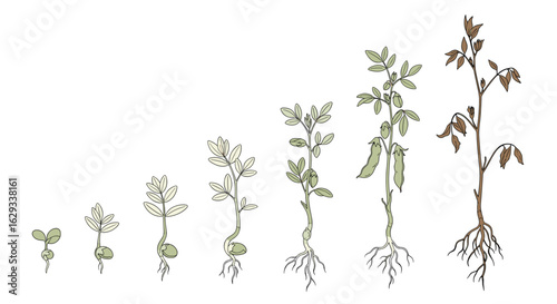 Observing the remarkable growth stages of a young plant from seedling to mature specimen