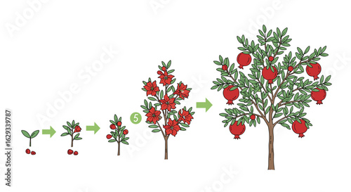 Visualizing the growth stages of a pomegranate tree from seedling to fruiting plant over time