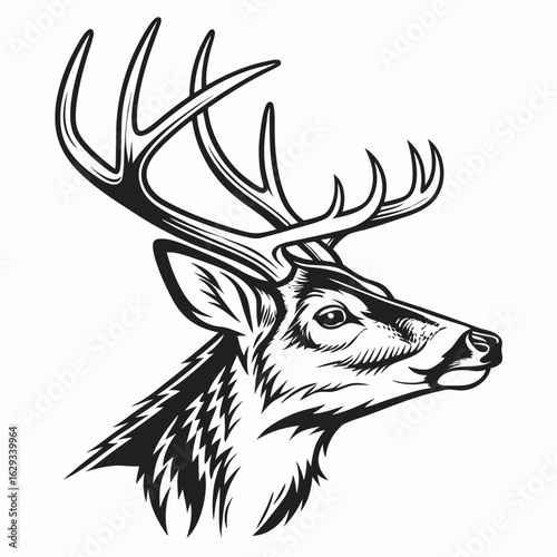 Deer Head Isolated on White Background – Realistic Wildlife Taxidermy, Animal Trophy Wall Mount, Stag Antlers, Forest Animal Portrait for Nature, Hunting, Rustic, or Cabin Decor Concepts

