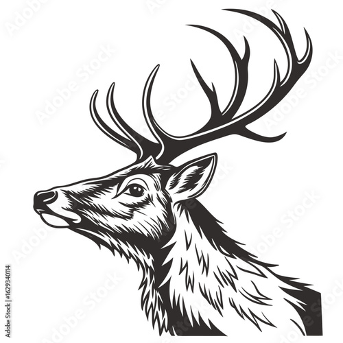 Deer Head Isolated on White Background – Realistic Wildlife Taxidermy, Animal Trophy Wall Mount, Stag Antlers, Forest Animal Portrait for Nature, Hunting, Rustic, or Cabin Decor Concepts

