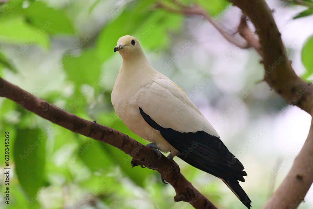 Fototapeta premium Pied Imperial Pigeon (Ducula bicolor) perched on branch amid lush green leaves in Hong Kong. Elegant white bird with black wings and tail in natural habitat.