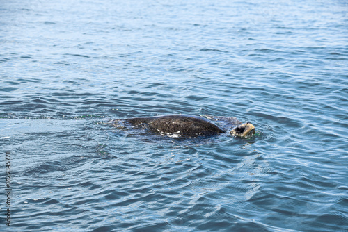 Sea turtle surfacing in natural marine habitat