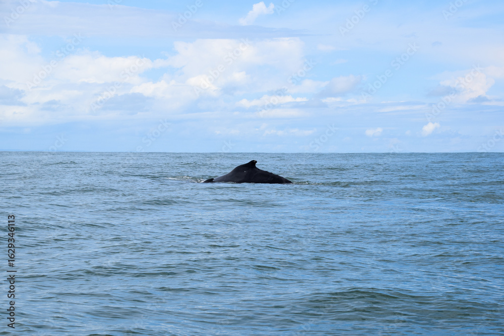 Obraz premium Whale tail emerging from ocean with mountain backdrop