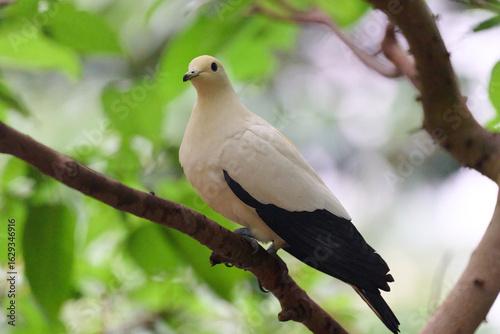 Photography Pied Imperial Pigeon (Ducula bicolor) perched on branch with blurred green backg