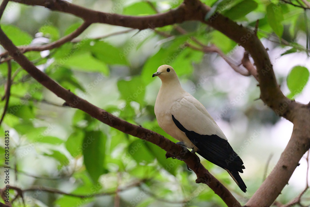Fototapeta premium Pied Imperial Pigeon (Ducula bicolor) perched on branch with blurred green background in Hong Kong.