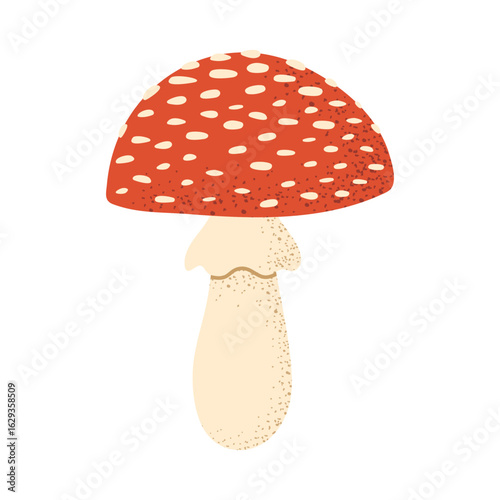 Fly agaric mushroom. Vector on transparent background