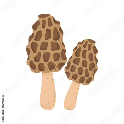 Morel mushroom. Vector on transparent background