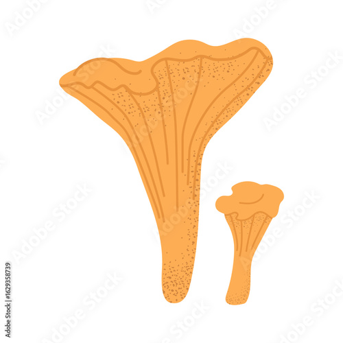 Chanterelle mushroom. Vector on transparent background