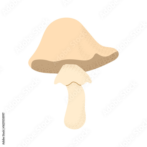 small mushroom. Vector on transparent background