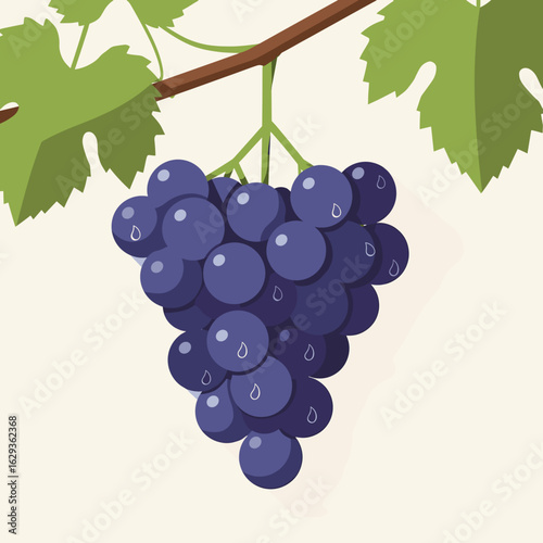 Cluster of ripe purple grapes hanging from vine leaves  