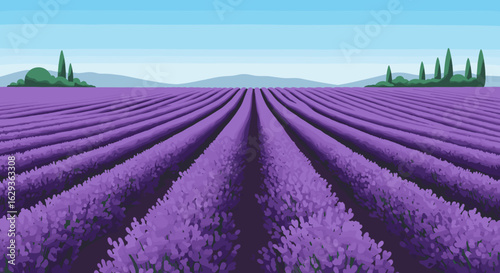 Lavender fields with rows of purple flowers under blue sky  