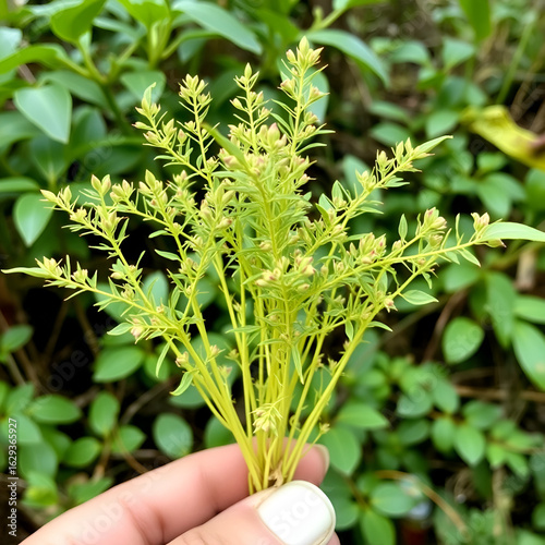 Thai herbs.Homalocladium platycladum (centipede plant, tapeworm