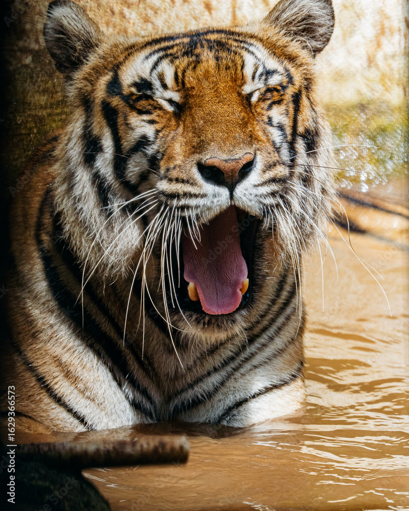 Fototapeta premium tiger in the water