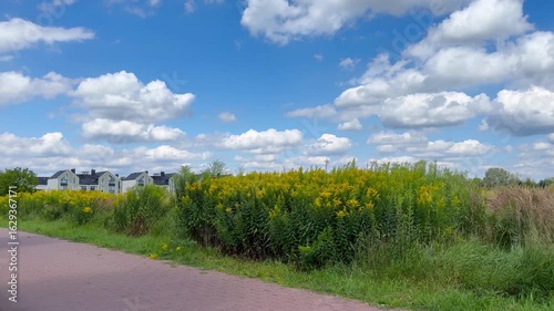 Goldenrod plants growing along fences and construction. Symbol of urban wild nature and invasive spread. Represents resilience and spread of wild flora