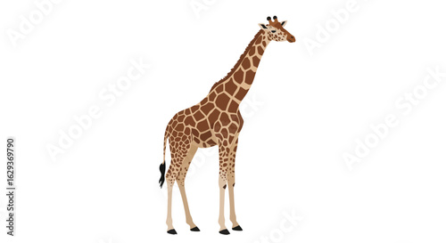 A detailed digital illustration of a tall giraffe standing in profile, isolated on a clean white background, representing African wildlife.