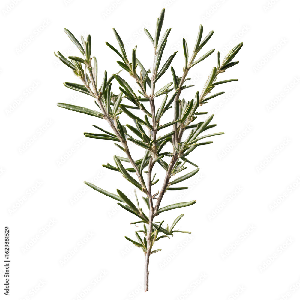 Obraz premium Rosemary Sprig Isolated, Fresh Herb, Aromatic Plant, Culinary Ingredient CloseUp.