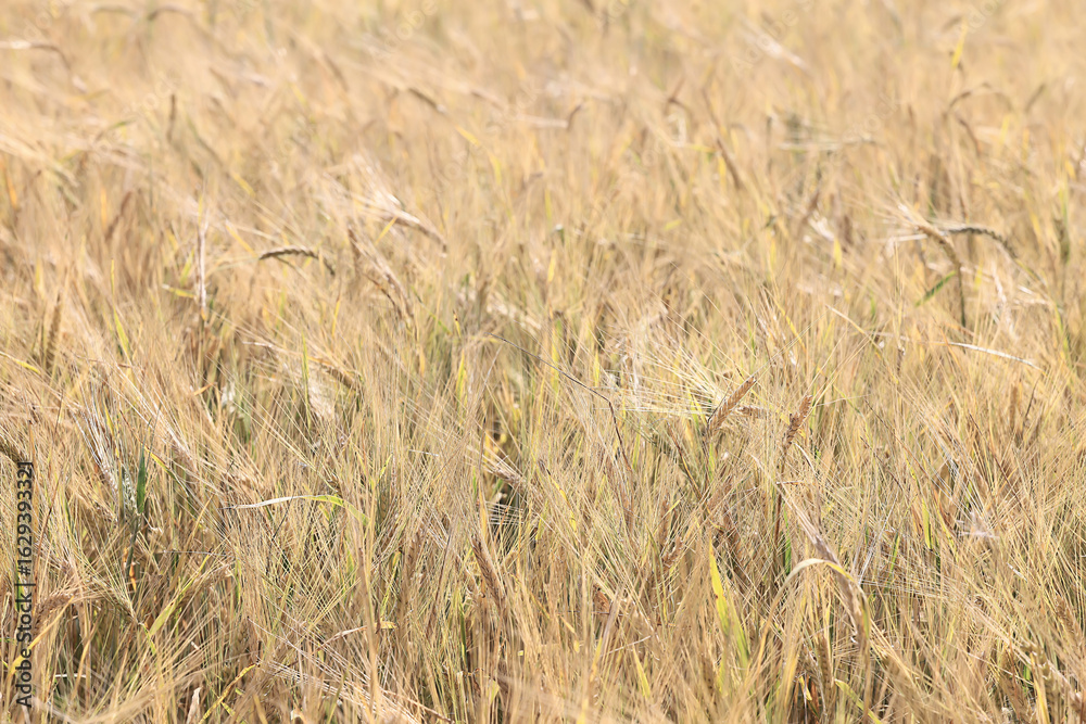 Fototapeta premium golden agricultural field of ripe grain, background texture of ears in the sun