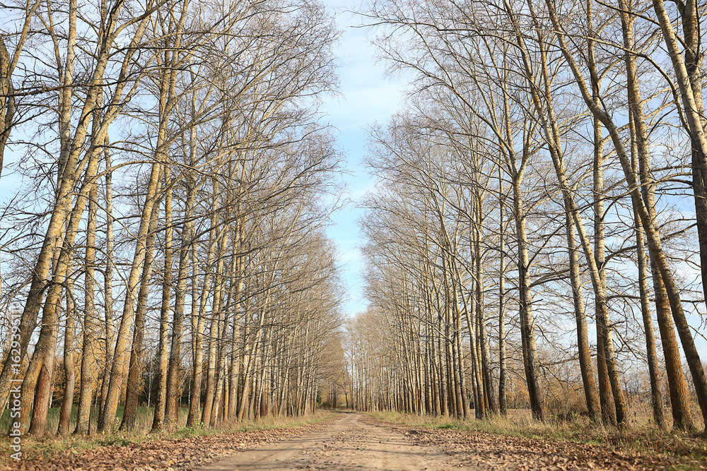 Fototapeta premium autumn park, nature landscape, trees in a seasonal background