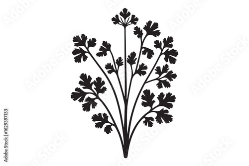 Close up of a vibrant Black parsley leaf.