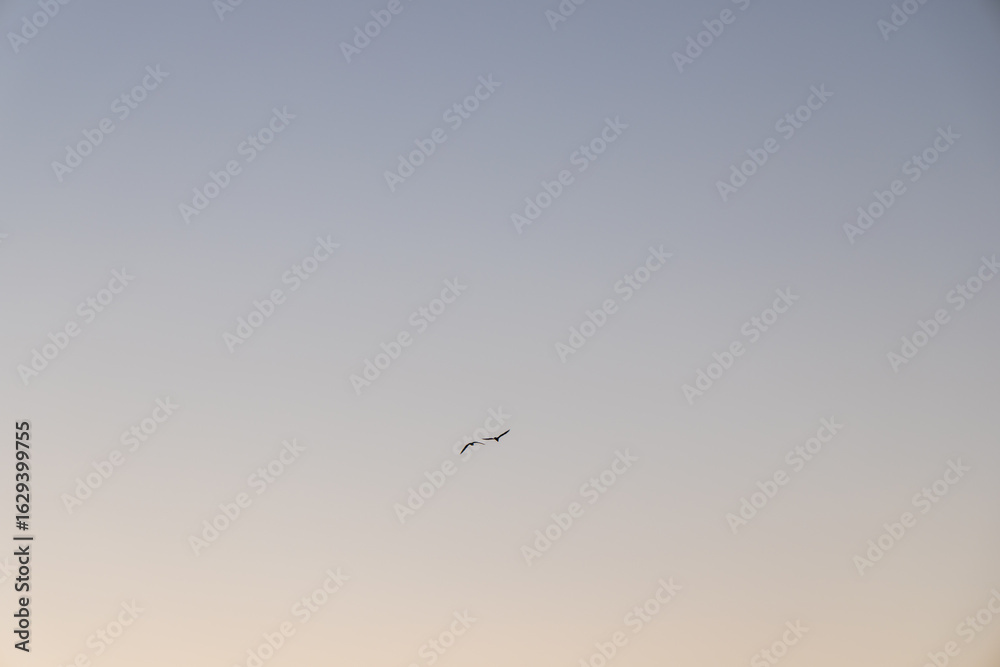 Fototapeta premium A single seagull soars gracefully across a pastel evening sky, creating a peaceful and minimalistic scene.