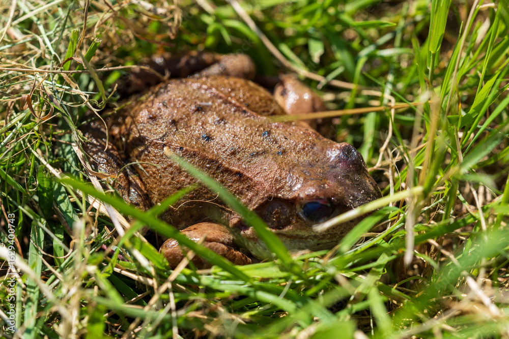 Obraz premium Wild frog hiding in tall grass and natural ground cover in summer. Brown amphibian camouflaged in green vegetation and a natural outdoor environment