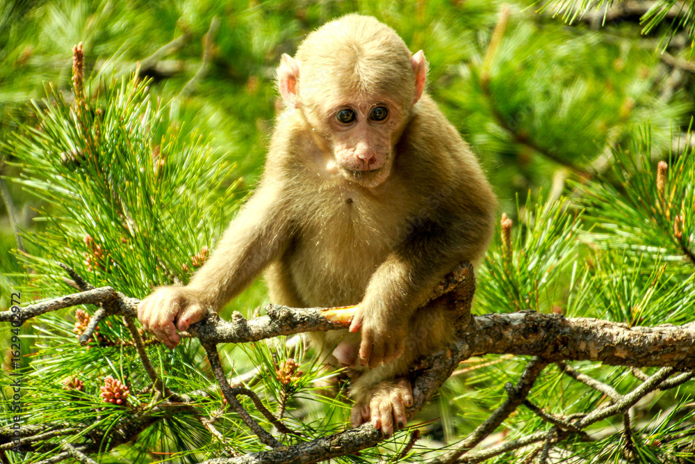 Fototapeta premium Wild Monkey in Huangshan Mountains, China