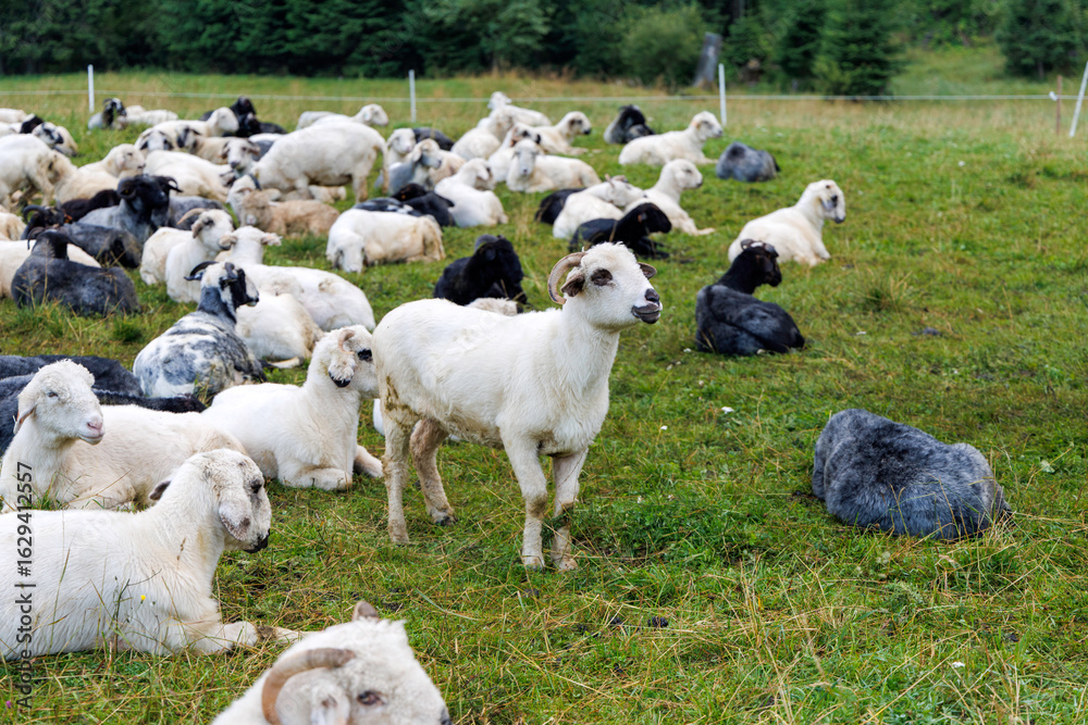 Fototapeta premium Sheep Herd Resting in a Meadow